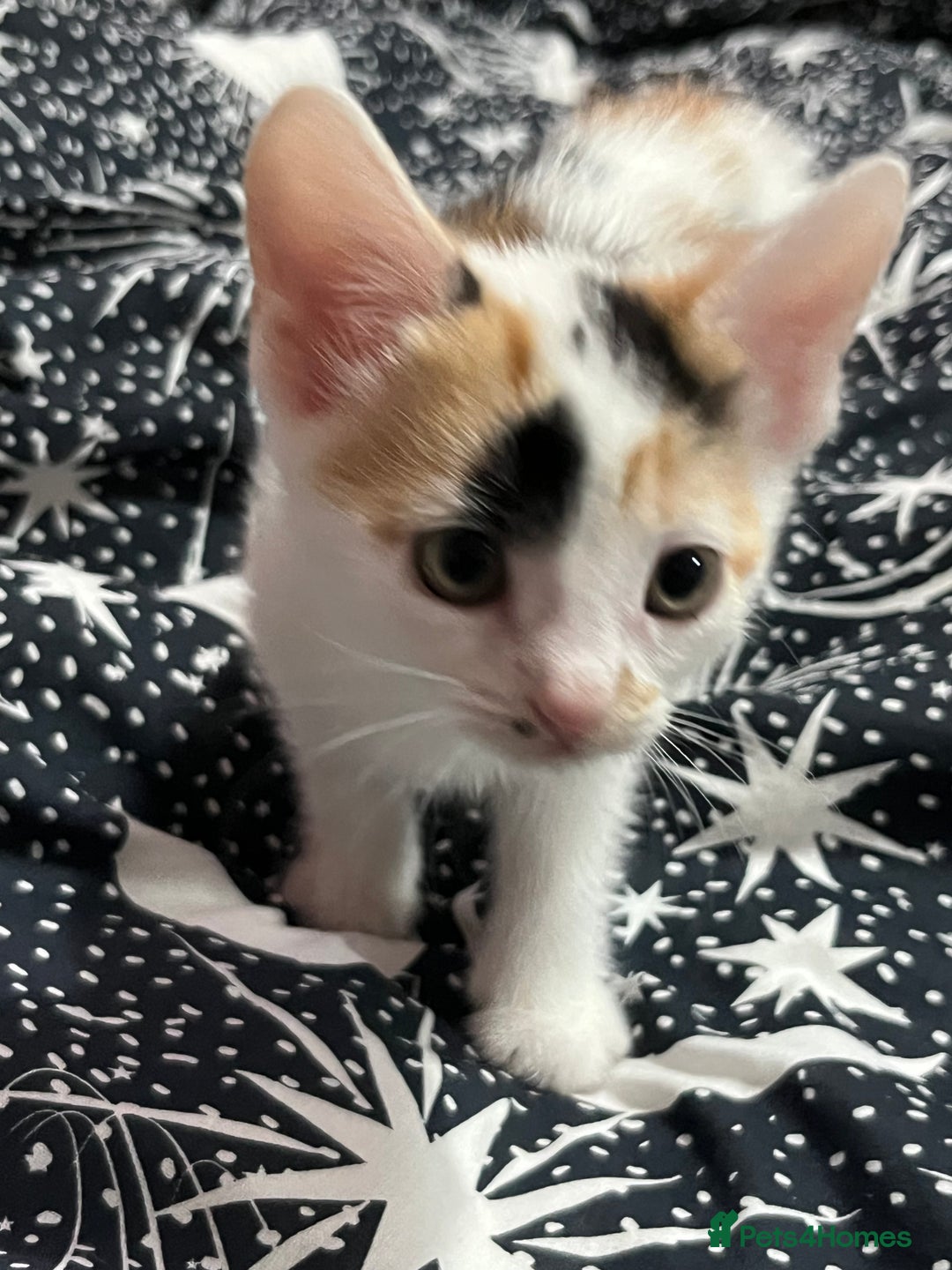 Mixed Breed cats for sale: Beautiful kittens - Image 4