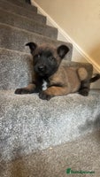 Belgian Shepherd Dog dogs Kc Belgium,Malinois puppies - Advert 4