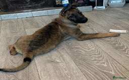 Mixed Breed dogs for sale: Standard poodle Cross German shephard   - Image 14