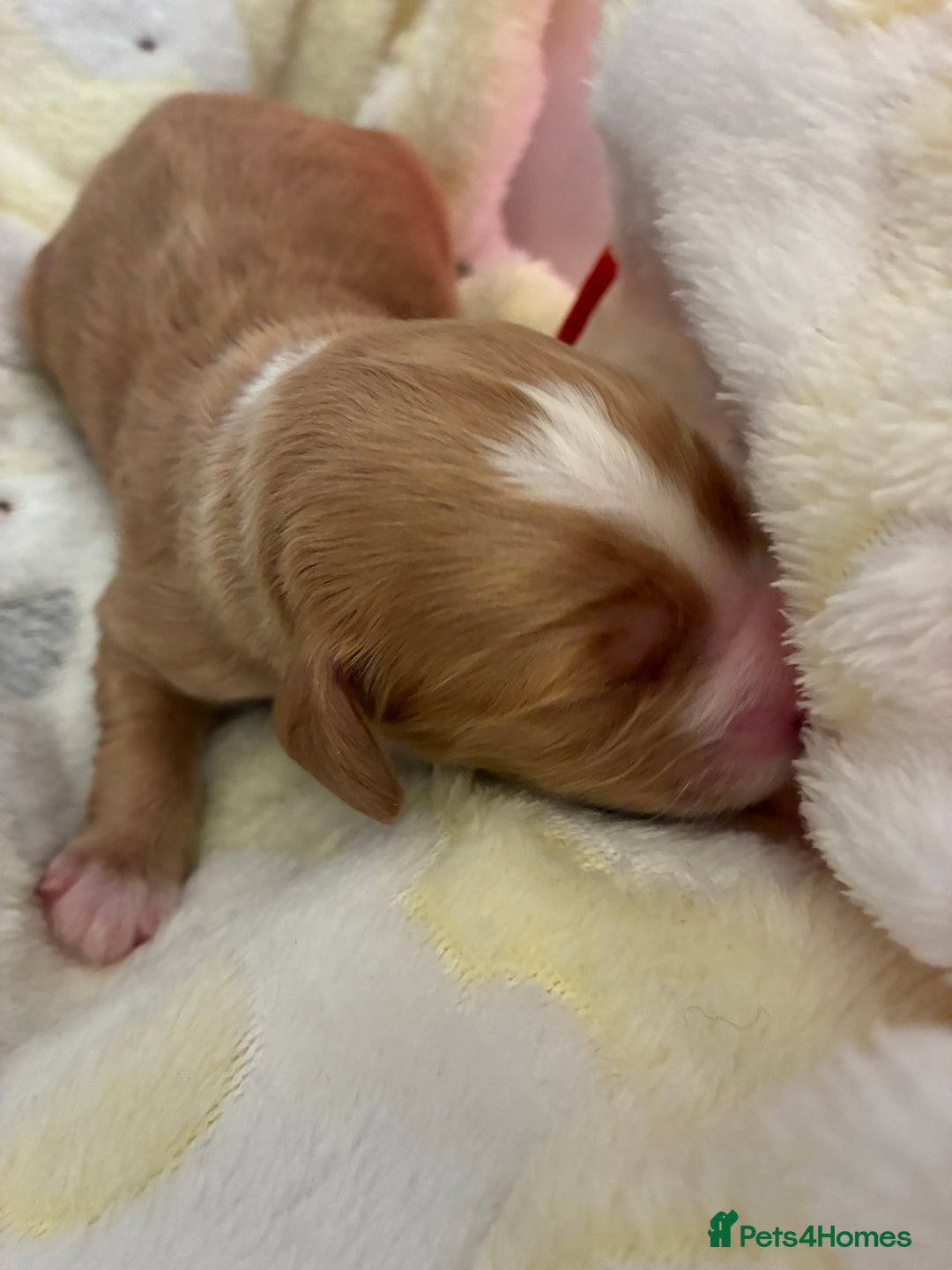 Australian Labradoodle dogs for sale: Australian Labradoodle, exceptional homes only - Advert 2