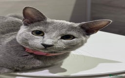 Russian Blue cats for sale: Female Russian blue (Tica registered) in Birmingham - Image 1