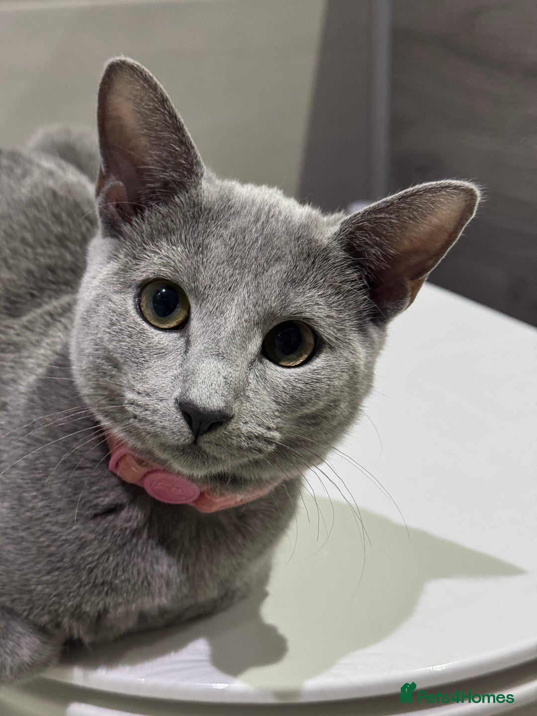 Russian Blue cats for sale: Female Russian blue (Tica registered) in Birmingham - Image 1