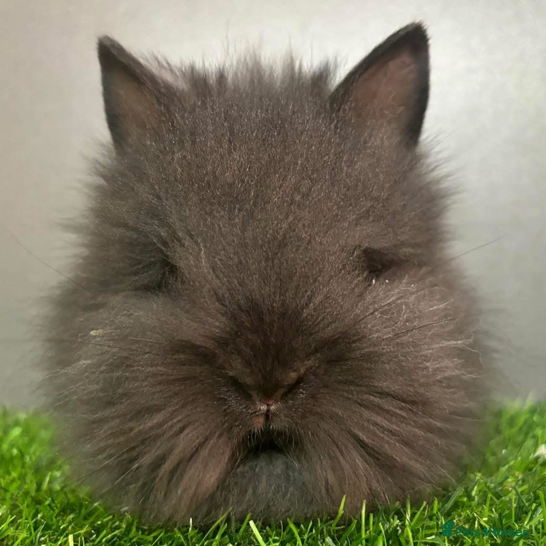 Lionhead rabbits for sale: BEAUTIFUL BABY LIONHEAD BUNNIES  - Advert 16