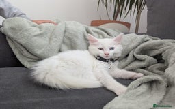 Mixed Breed cats for sale: x2 Fluffy white kittens - Image 3