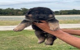 German Shepherd dogs for sale: Top Quality German Shepherd puppies  - Image 2