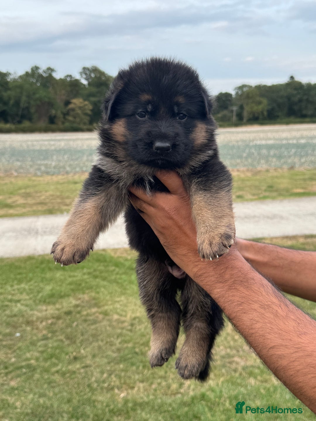 German Shepherd dogs for sale: Top Quality German Shepherd puppies  - Image 2