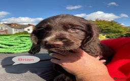 Sprocker dogs for sale: Sprockers 3/4 Cocker spaniel puppies for sale - Image 32