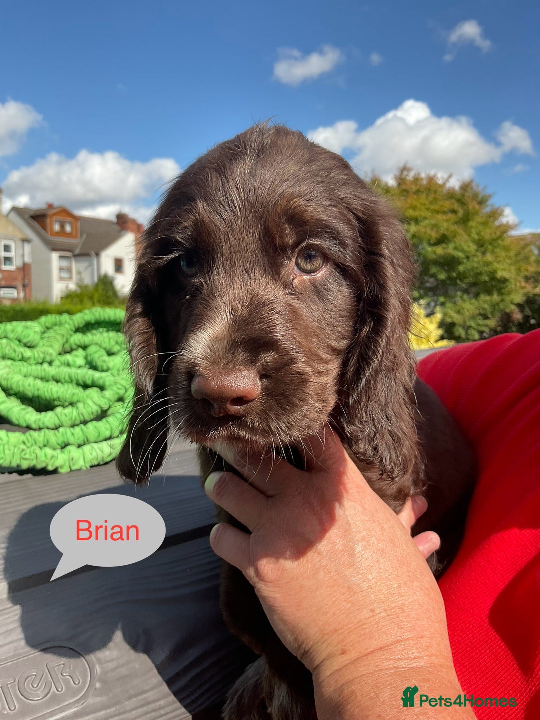 Sprocker dogs for sale: Sprockers 3/4 Cocker spaniel puppies for sale - Image 32