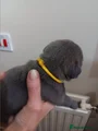 Staffordshire Bull Terrier 3