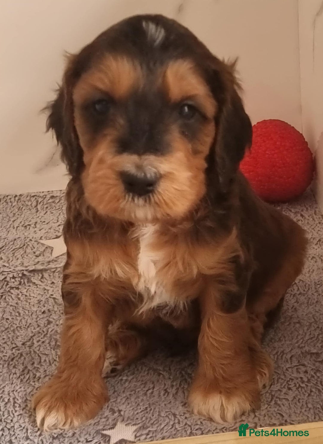 Cockapoo dogs for sale: Cockapoo's - Image 10