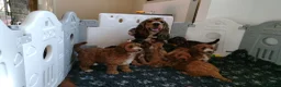 Cockapoo dogs for sale: Gorgeous F1 Cockapoos in Llangammarch Wells - Advert 3