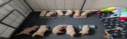 Golden Retriever dogs for sale: Golden Retriever puppies  - Advert 4