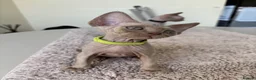 Devon Rex cats for sale: Price Reduced!TICARegisteredDevonRex lilac kittens - Advert 5