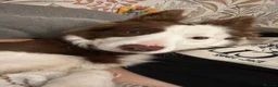 Border Collie dogs for sale: Maggie in Morecambe - Advert 5