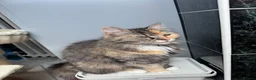 Mixed Breed cats for sale: Kitten  in Dagenham - Advert 6