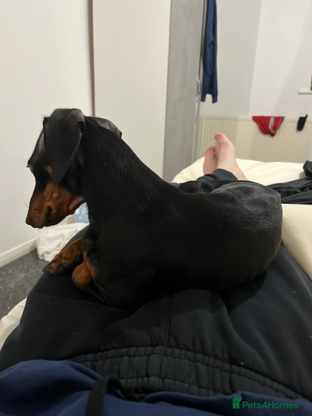 Miniature Dachshund dogs for sale: Female miniature dachshund  - Advert 7