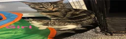 Mixed Breed cats for sale: HALF MAINE COONS  - Advert 8