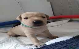 Labrador Retriever dogs for sale:  Labrador pups - Image 15