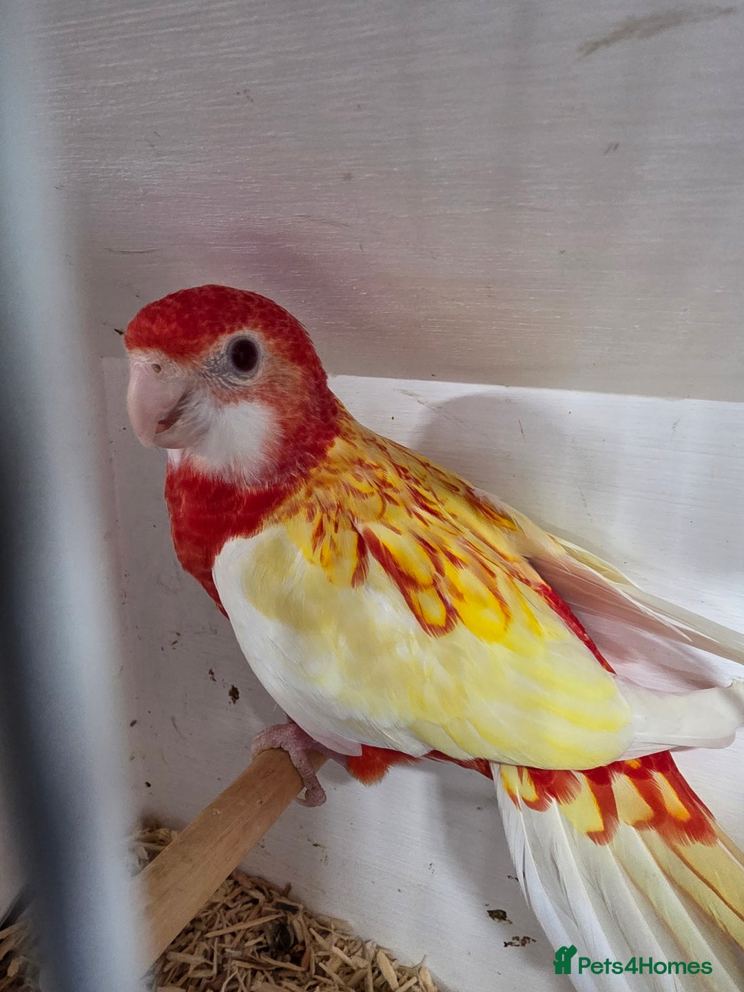 Parakeets birds for sale: Rosellas  - Advert 1