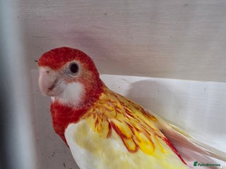 Parakeets birds Rosellas - Advert 1