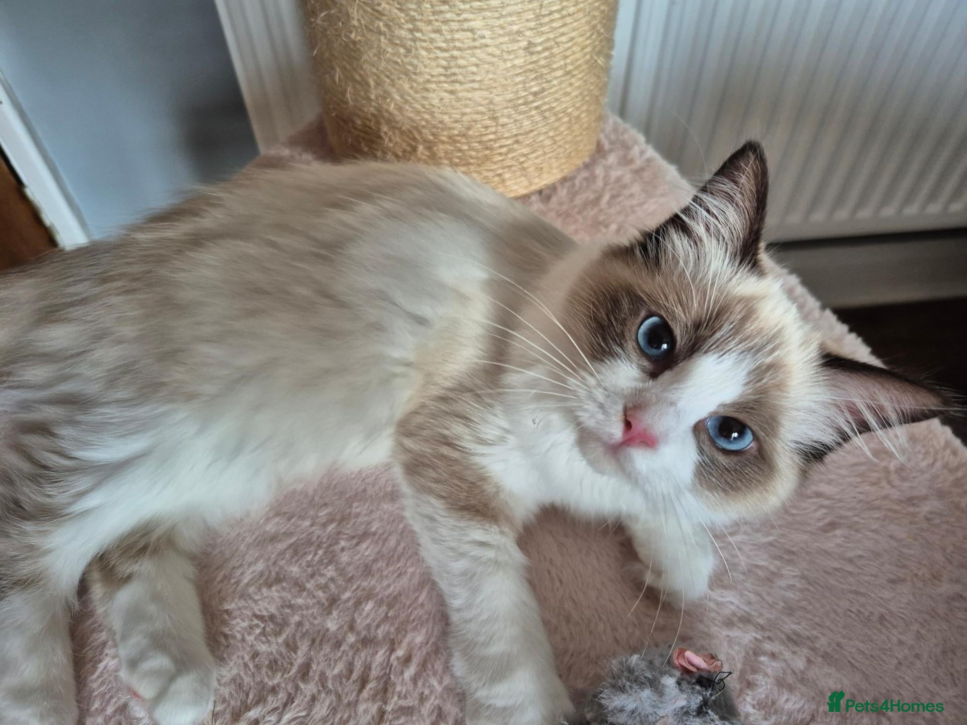 Ragdoll cats Ragdoll TICA registered - Advert 1