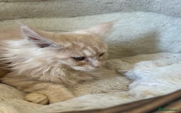 Maine Coon cats for sale: Stunning Mainecoon kittens  - Image 13