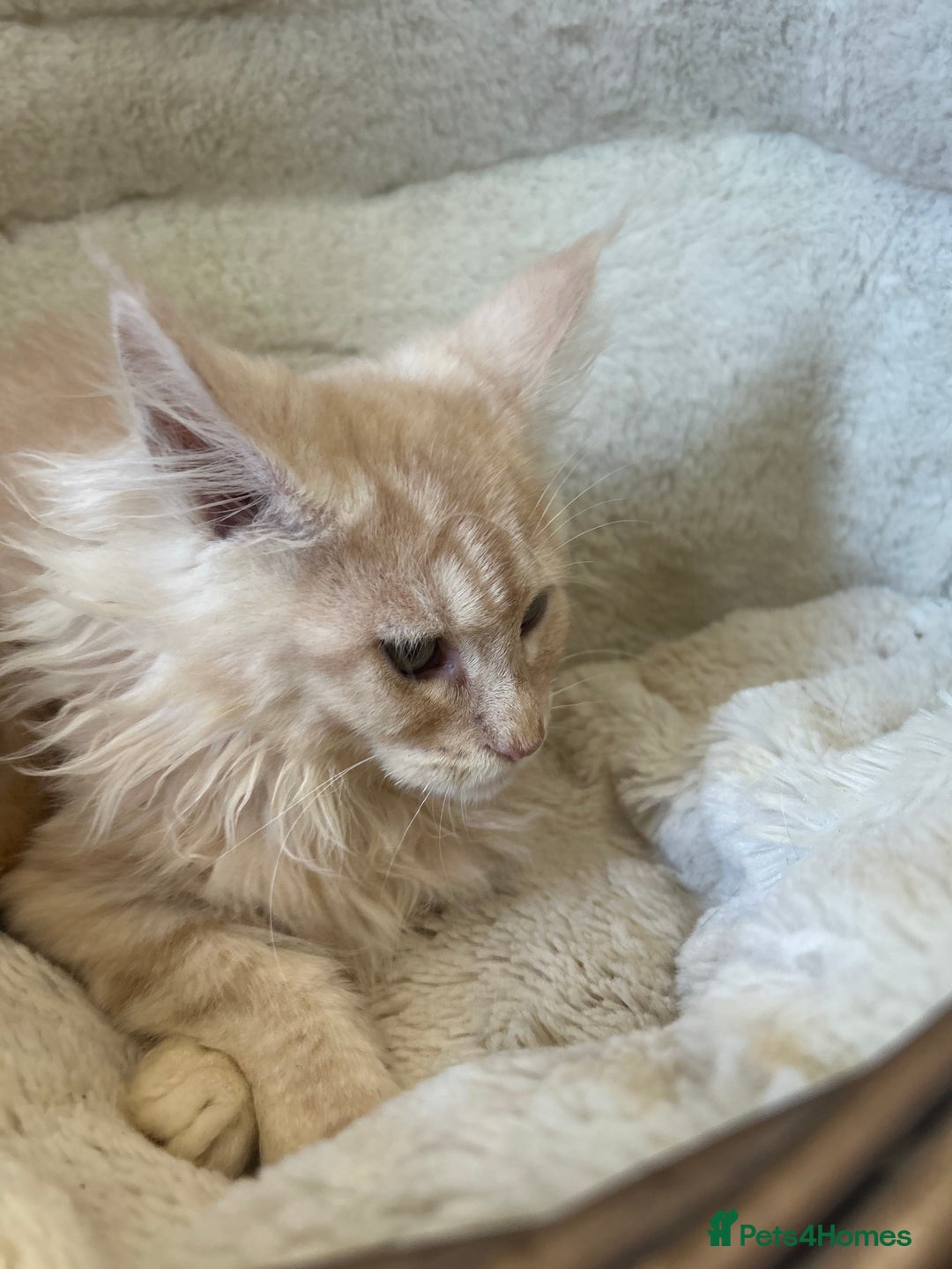 Maine Coon cats for sale: Stunning Mainecoon kittens  - Image 13