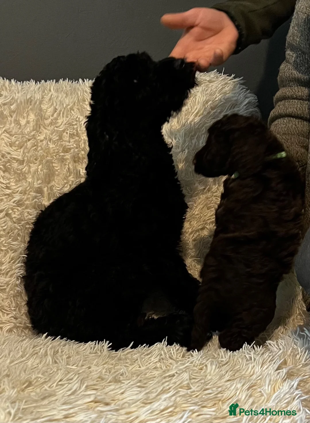 Cockapoo dogs for sale: Miniature cockapoo puppies for sale  in Rochdale - Advert 2