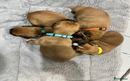 Boxer dogs for sale: Beautiful bob/tailed litter pure boxers  - Advert 2