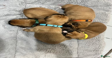 Boxer dogs Beautiful bob/tailed litter pure boxers  - Advert 4