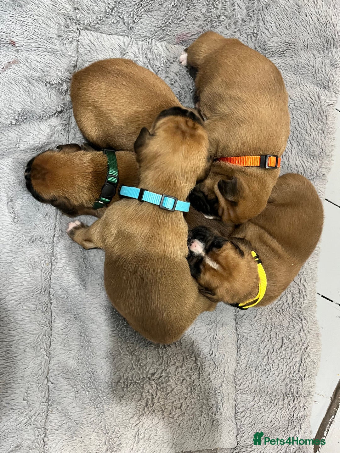 Boxer dogs for sale: Beautiful bob/tailed litter pure boxers  - Advert 2