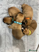 Boxer dogs Beautiful bob/tailed litter pure boxers - Advert 2