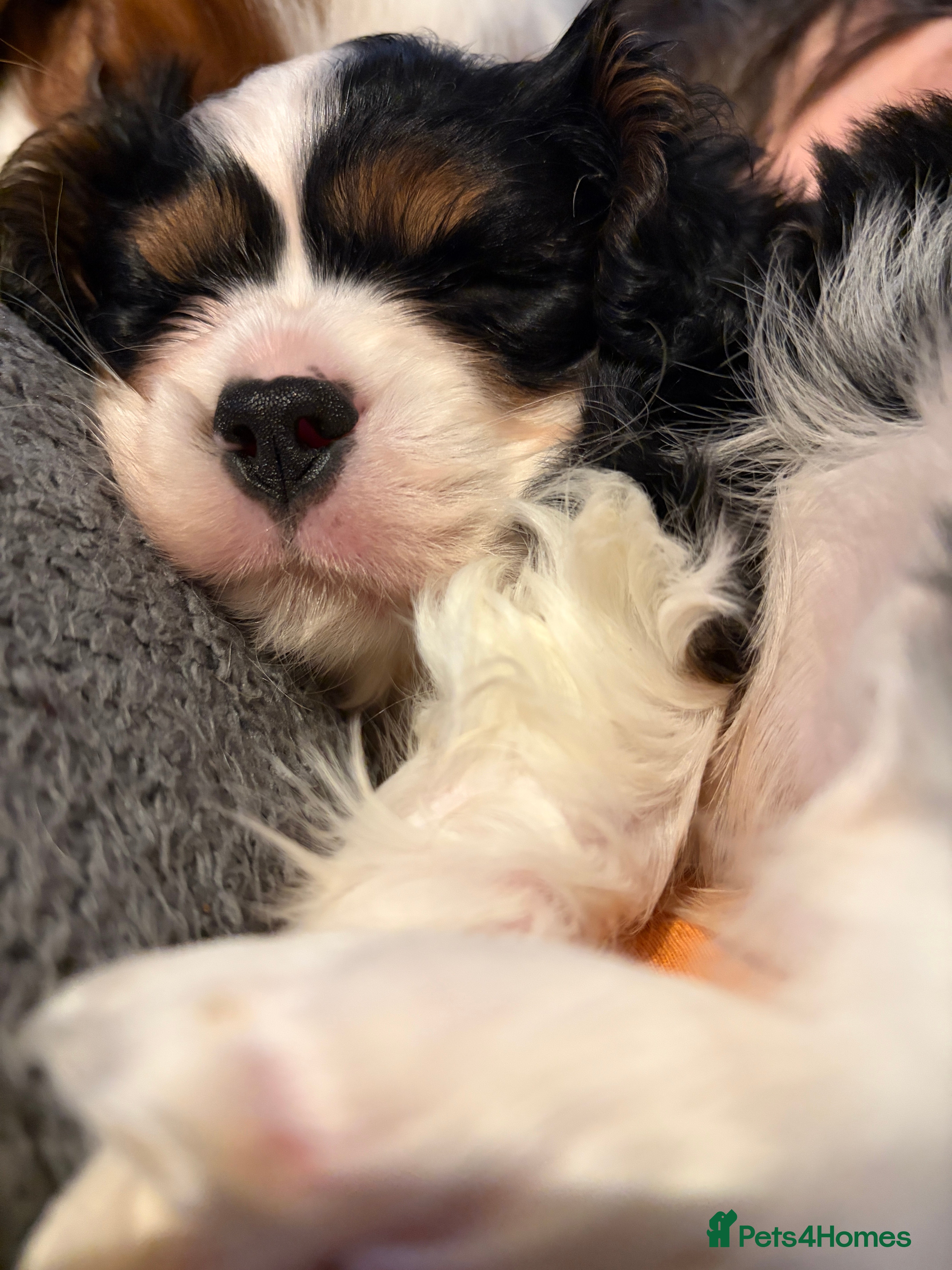 Cavalier King Charles Spaniel dogs Beautiful tri boy available  - Advert 2