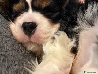 Cavalier King Charles Spaniel dogs Beautiful tri boy available - Advert 2