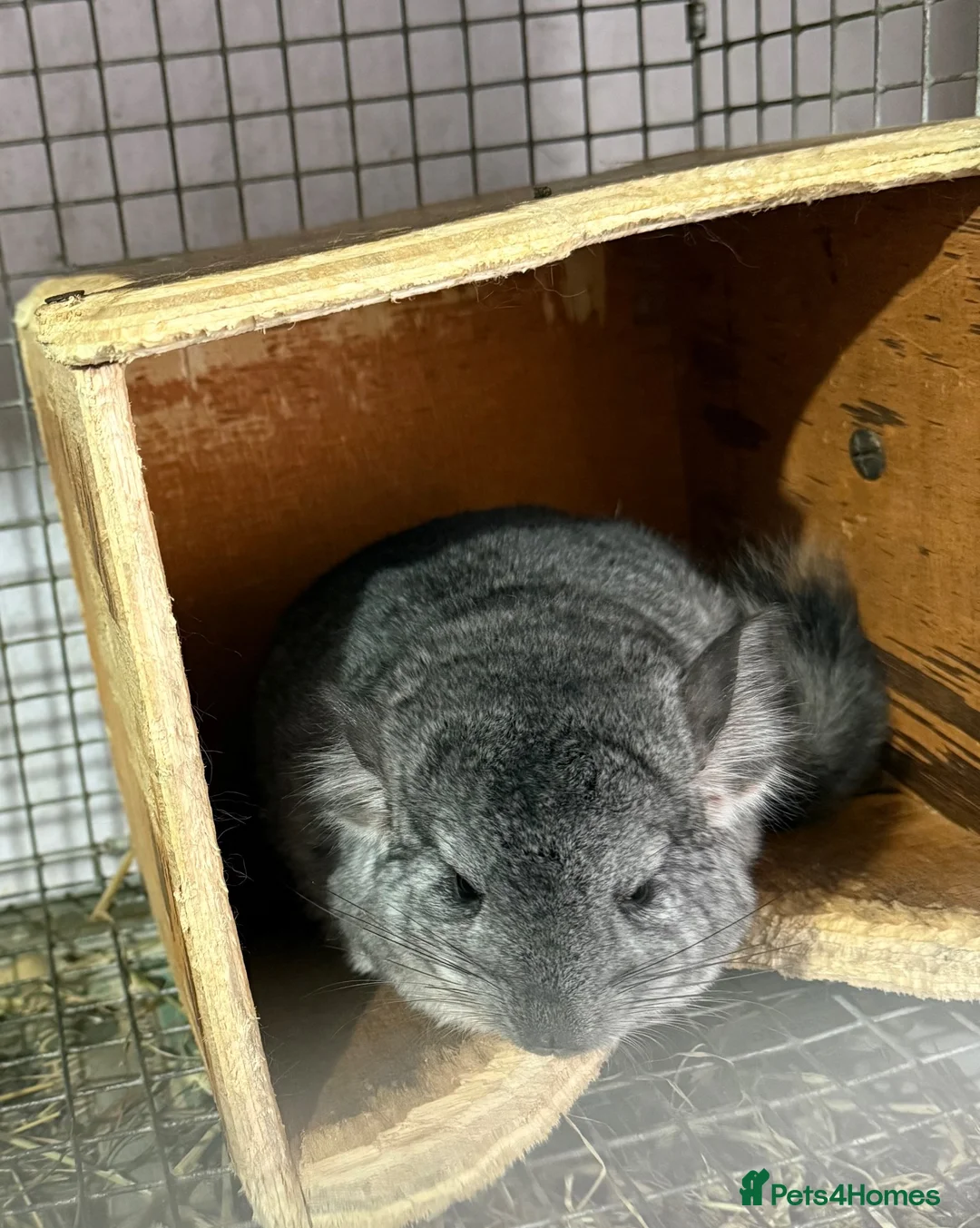 Chinchilla rodents for sale: Chinchilla kits  - Advert 1