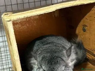 Chinchilla rodents Chinchilla kits - Advert 1