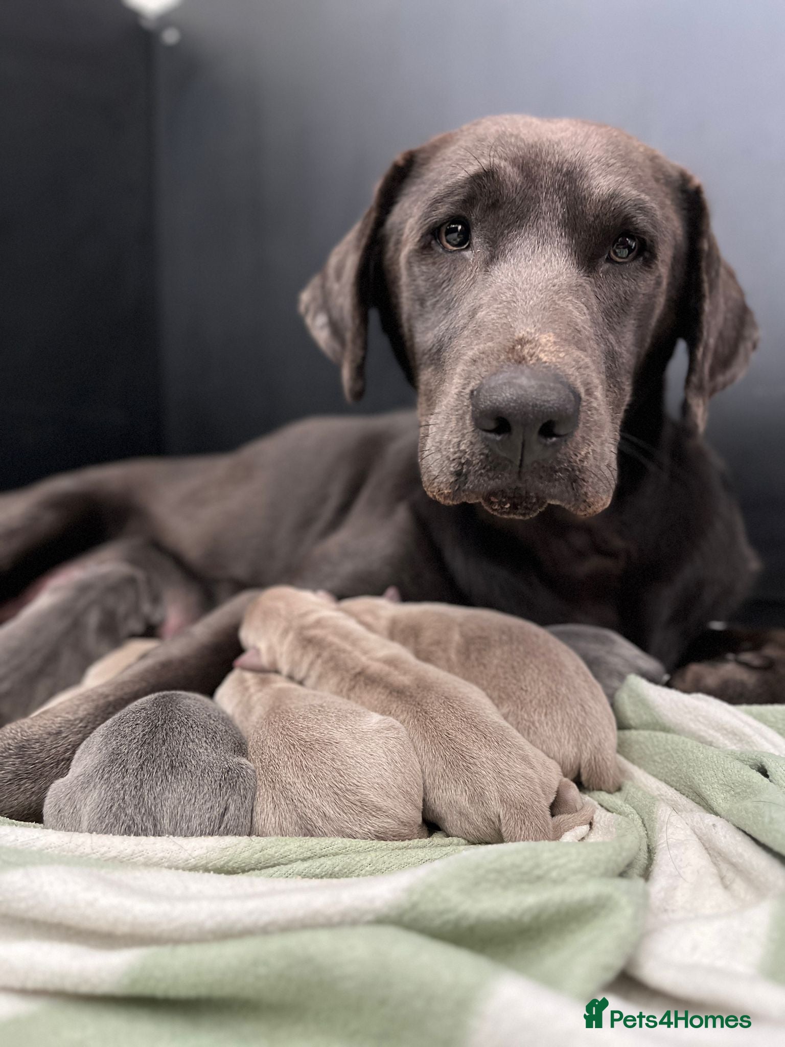 Labrador Retriever dogs Perfect Health Tested Silvers & Charcoals  - Advert 2