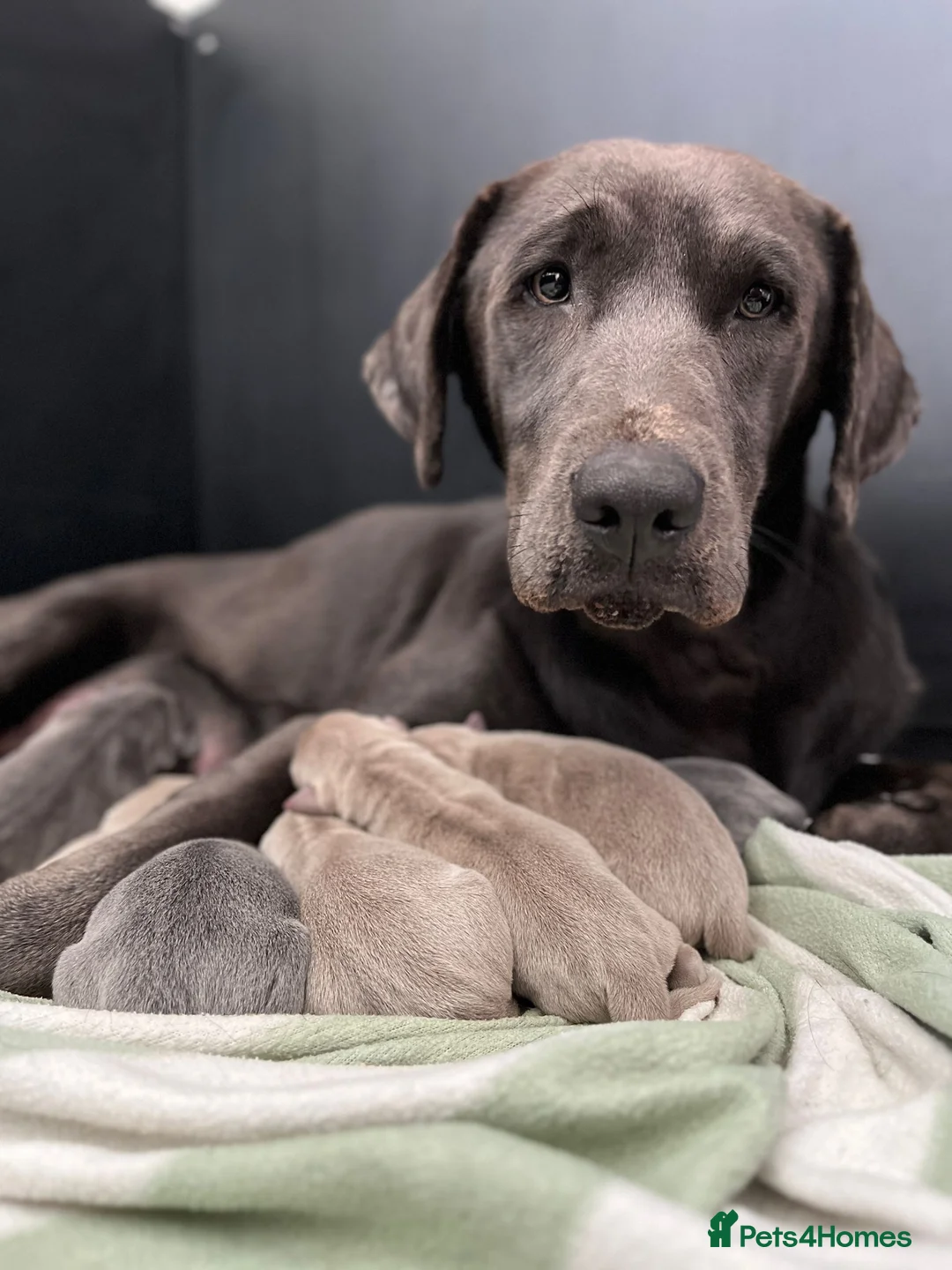 Labrador Retriever dogs for sale: Perfect Health Tested Silvers & Charcoals  - Advert 2