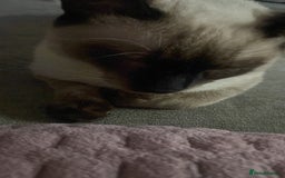 Balinese cats for sale: Male Balinese 1yr old - Image 2