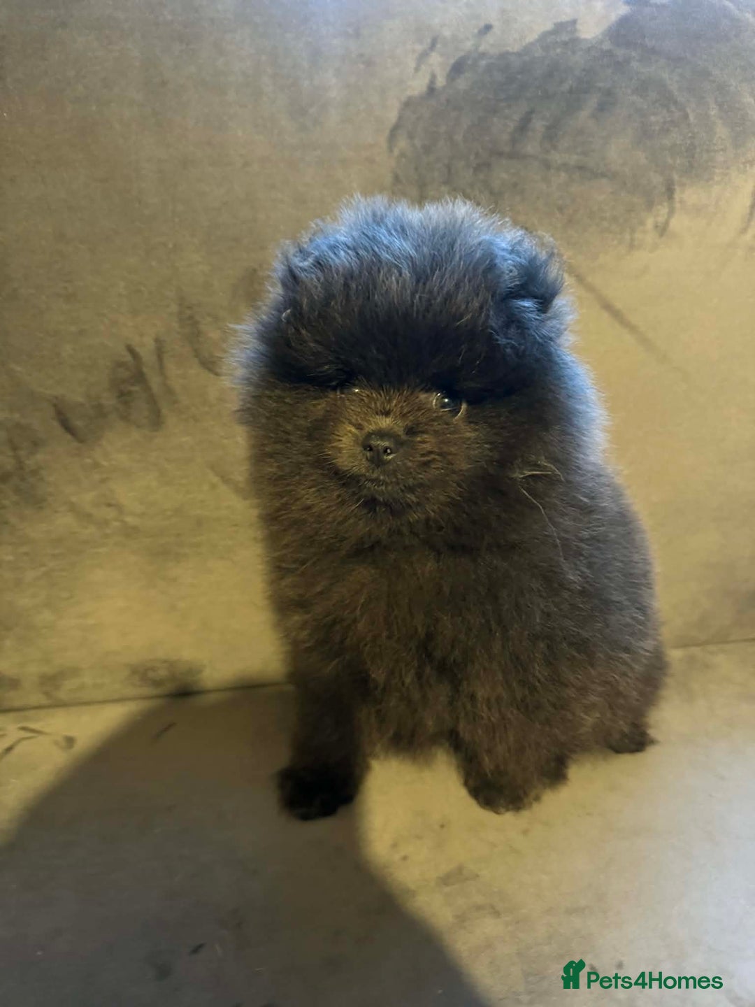Pomeranian dogs for sale: Gorgeous lilac pomeranian girl. - Advert 3