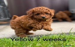 Toy Poodle dogs for sale: Asian Toy Poodle Puppies  - Image 16