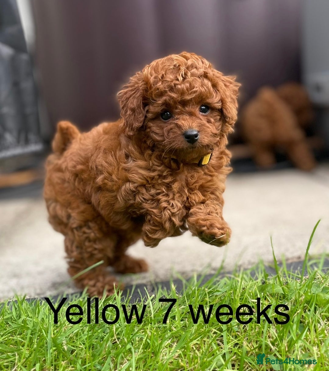 Toy Poodle dogs for sale: Asian Toy Poodle Puppies  - Image 16