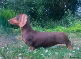Miniature Dachshund dogs - Advert 4