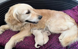 Golden Retriever dogs for sale: Golden retriever puppy's  - Image 9