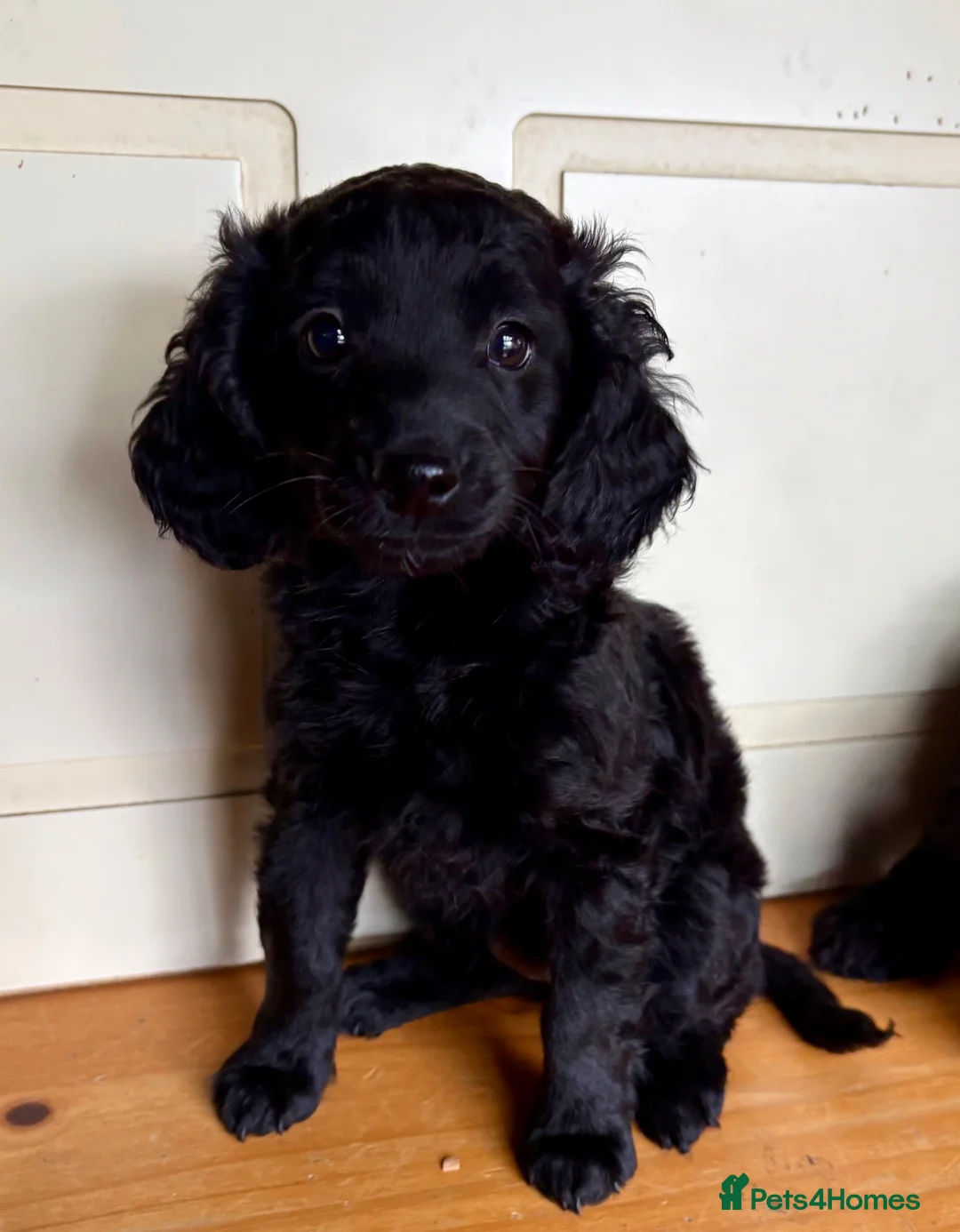 Cockapoo dogs for sale: Cockapoo puppies in Exeter - Advert 2