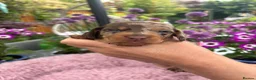 Miniature Dachshund dogs for sale: Gorgeous KC Miniature shorthair Dachshund Puppies  - Advert 8