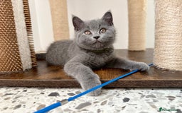 British Shorthair cats for sale: British short hair boy - Image 2