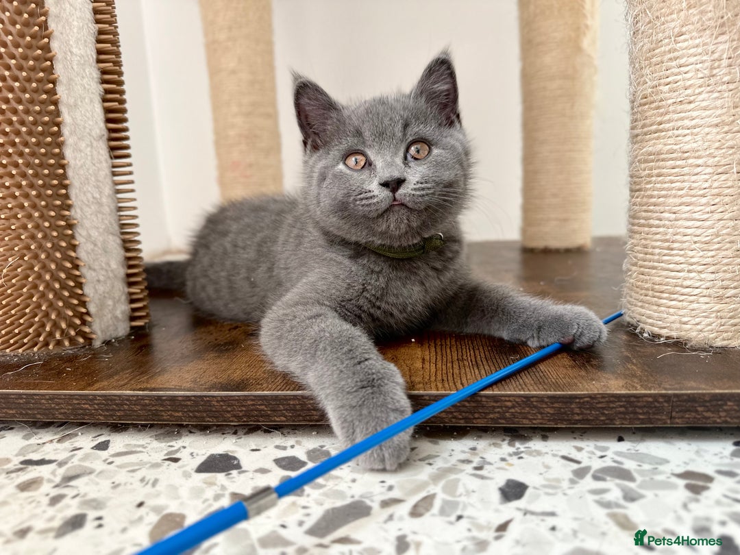 British Shorthair cats for sale: British short hair boy - Image 2
