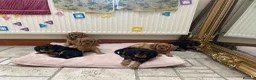 Cavalier King Charles Spaniel dogs for sale: King Charles cavalier babies  - Advert 12