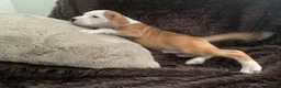 Staffordshire Bull Terrier dogs for sale: Male puppy Staffordshire bull terrior in Manchester - Advert 8